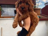 Birbirinden Güzel Toy Poodle Yavrularımız
