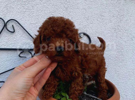 Birbirinden Güzel Toy Poodle Yavrularımız görsel