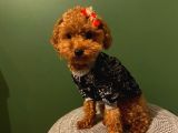 Birbirinden Güzel Toy Poodle Yavrularımız