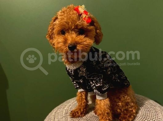 Birbirinden Güzel Toy Poodle Yavrularımız görsel