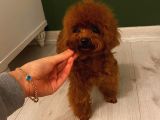 Birbirinden Güzel Toy Poodle Yavrularımız