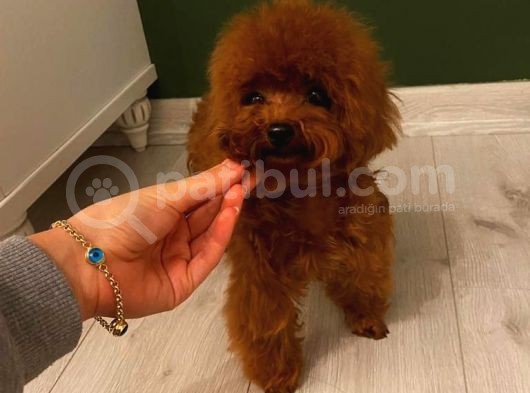 Birbirinden Güzel Toy Poodle Yavrularımız görsel