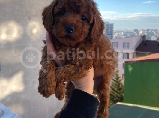 Birbirinden Güzel Toy Poodle Yavrularımız görsel