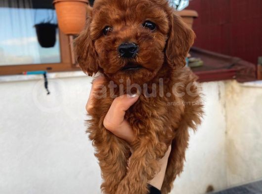 Birbirinden Güzel Toy Poodle Yavrularımız görsel