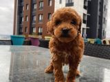 Birbirinden Güzel Toy Poodle Yavrularımız