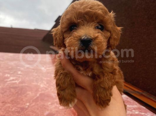 Birbirinden Güzel Toy Poodle Yavrularımız görsel