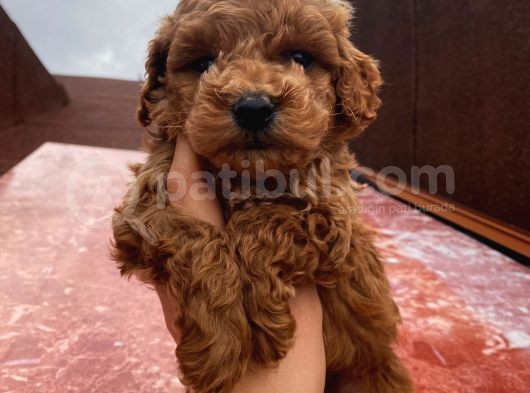 Birbirinden Güzel Toy Poodle Yavrularımız görsel