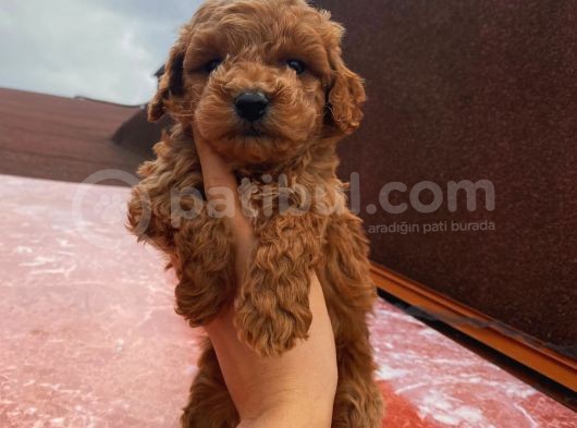 Birbirinden Güzel Toy Poodle Yavrularımız
