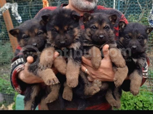 Show Kalite Düşük Bel Alman Kurdu Yavrularimiz görsel
