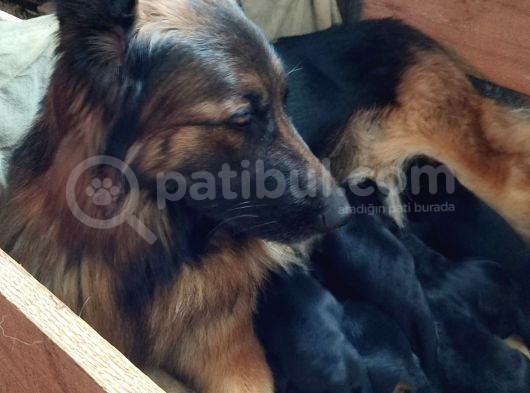 Show Kalite Düşük Bel Alman Kurdu Yavrularimiz görsel