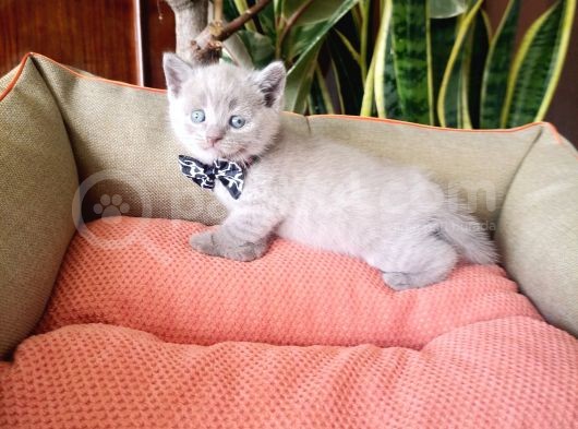 British Shorthair Yavruları