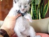 British Shorthair Yavruları