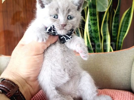 British Shorthair Yavruları görsel