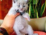 British Shorthair Yavruları