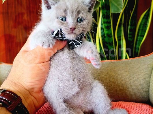 British Shorthair Yavruları görsel
