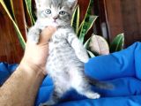 british shorthair yavruları
