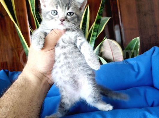 British Shorthair Yavruları