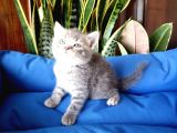 British Shorthair Yavruları