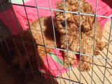 A Scr Toy Poodle Sevi̇mli̇li̇k Abi̇desi̇