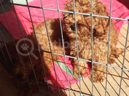 A Scr Toy Poodle Sevi̇mli̇li̇k Abi̇desi̇ görsel