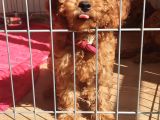 A SCR TOY POODLE SEVİMLİLİK ABİDESİ