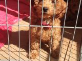 A Scr Toy Poodle Sevi̇mli̇li̇k Abi̇desi̇