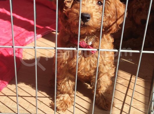 A Scr Toy Poodle Sevi̇mli̇li̇k Abi̇desi̇ görsel