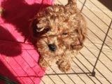 A Scr Toy Poodle Sevi̇mli̇li̇k Abi̇desi̇