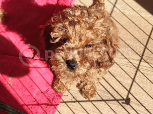 A Scr Toy Poodle Sevi̇mli̇li̇k Abi̇desi̇ görsel