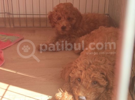 A Scr Toy Poodle Sevi̇mli̇li̇k Abi̇desi̇ görsel