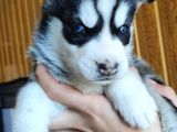 Muhteşem Husky Si̇bi̇rya Kurdu Bebekler