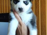 Muhteşem Husky Si̇bi̇rya Kurdu Bebekler