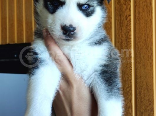 Muhteşem Husky Si̇bi̇rya Kurdu Bebekler görsel