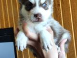 Muhteşem Husky Si̇bi̇rya Kurdu Bebekler