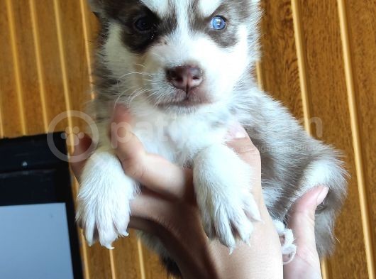 Muhteşem Husky Si̇bi̇rya Kurdu Bebekler görsel