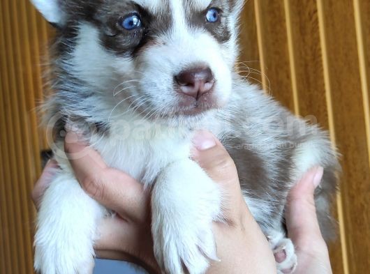 Muhteşem Husky Si̇bi̇rya Kurdu Bebekler