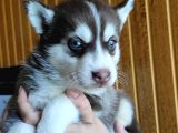 Muhteşem Husky Si̇bi̇rya Kurdu Bebekler