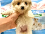 Dişi ve erkek F1 Maltipoo yavrularımız