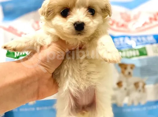 Dişi Ve Erkek F1 Maltipoo Yavrularımız