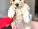 Dişi Ve Erkek F1 Maltipoo Yavrularımız
