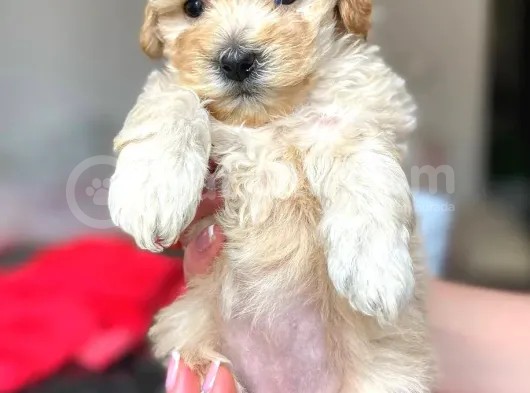 Dişi Ve Erkek F1 Maltipoo Yavrularımız görsel