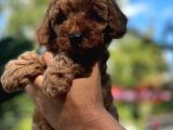 Teacup Red Toypoodle