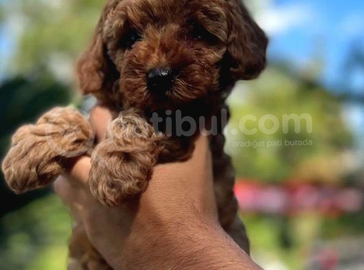 Teacup Red Toypoodle görsel