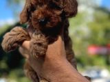 Teacup Red Toypoodle