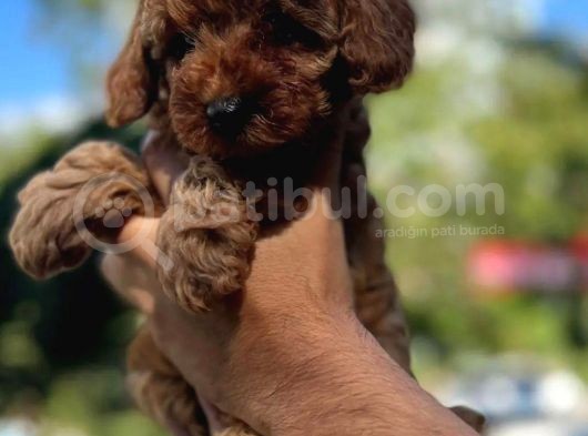 Teacup Red Toypoodle görsel