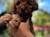 Teacup Red ToyPoodle