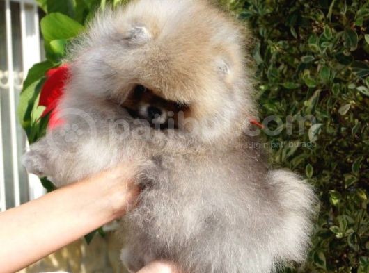 Kusursuz Erkek Teddy Bear Yavrumuz görsel