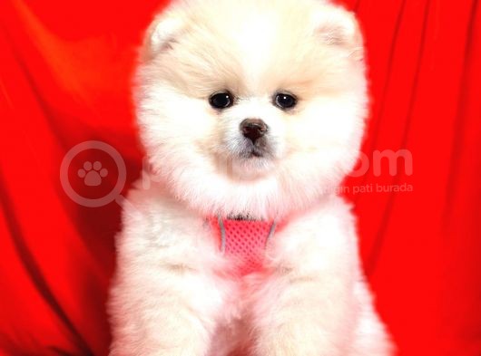 Safkan Pomeranian Boo Yavrularımız görsel