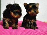 RESMİ ÜRETİCİDEN TEACUP YORKSHİRE TERRİER YAVRU