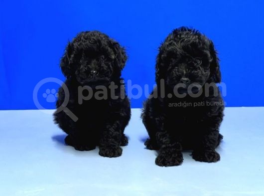 Resmi̇ Üreti̇ci̇den Si̇yah Toy Poodle Yavrular görsel
